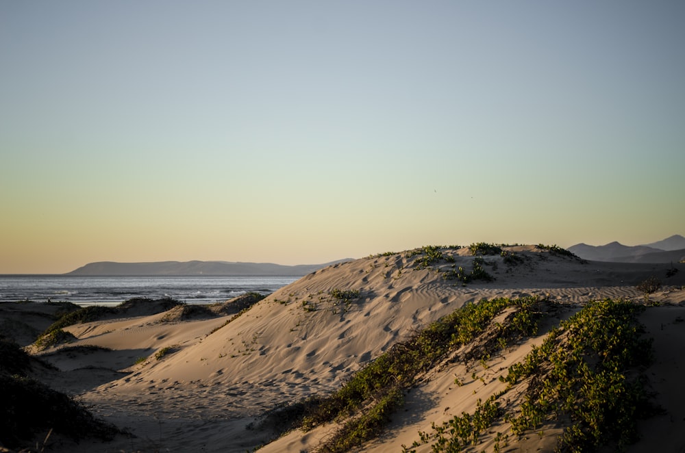 a sandy beach with plants growing out of the sand