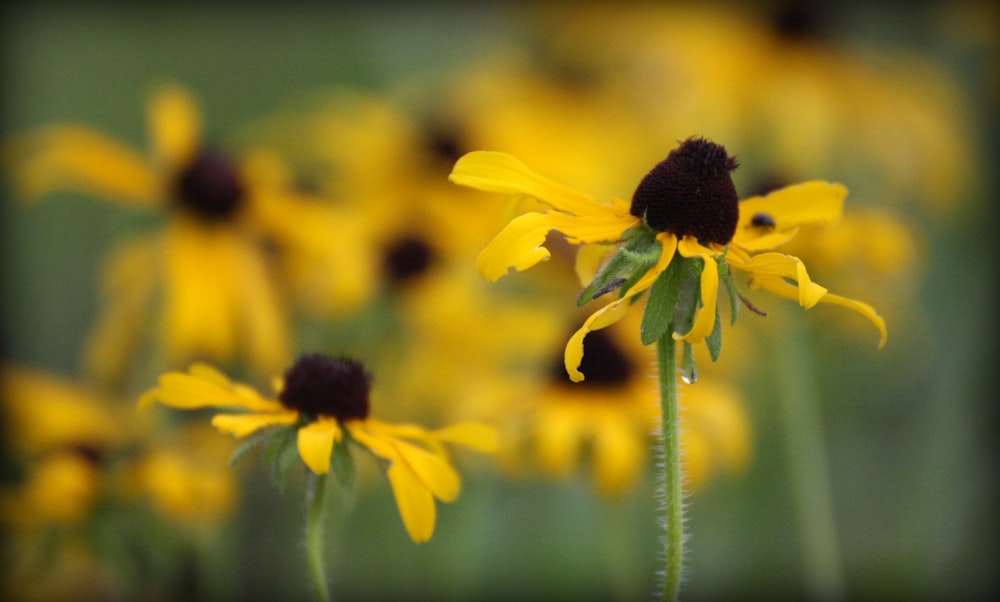 a bunch of yellow flowers that are in the grass