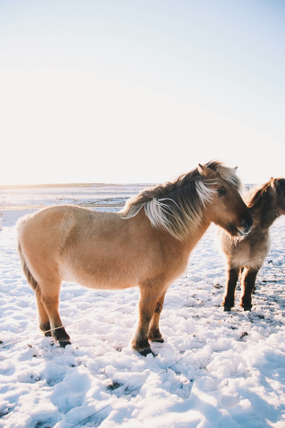 un couple de chevaux debout au sommet d’un champ enneigé