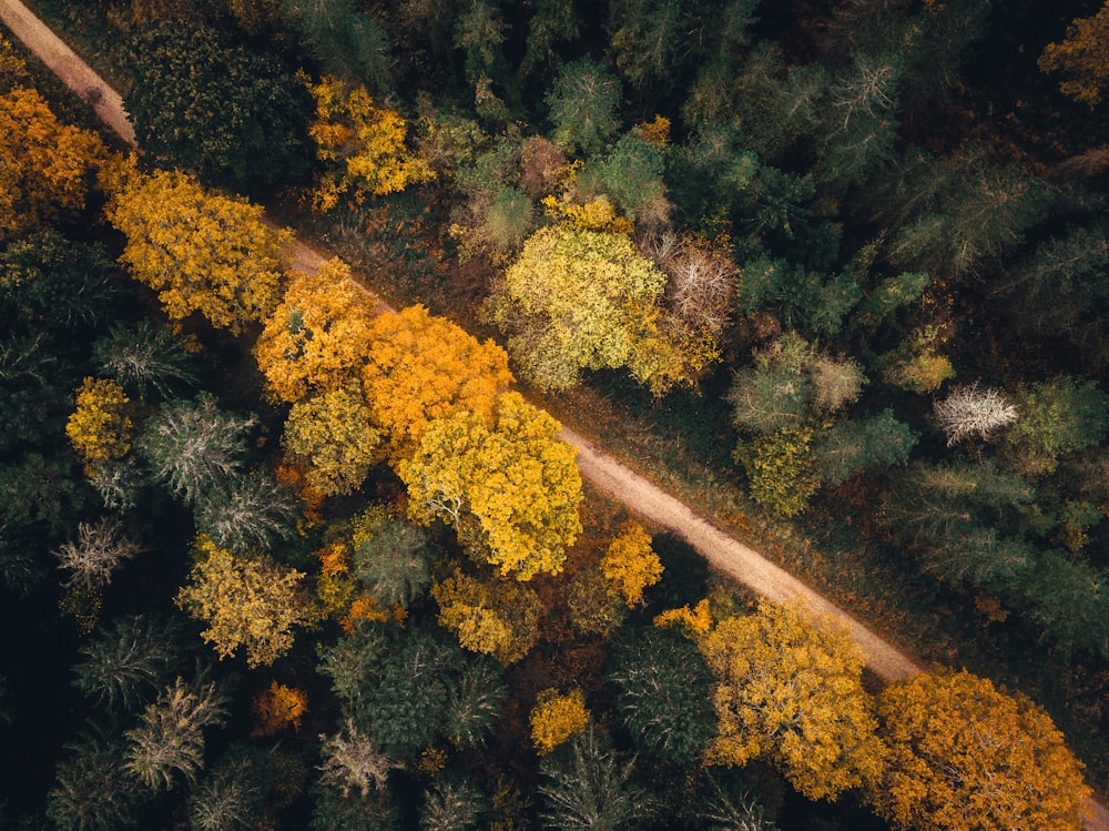 an aerial view of a road surrounded by trees