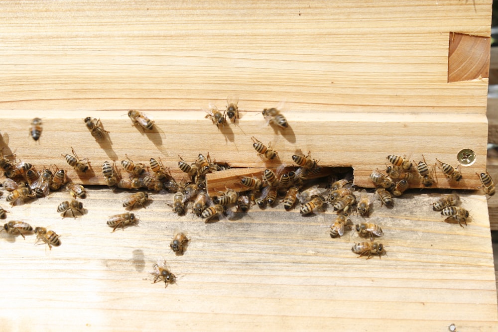 a bunch of bees that are on a piece of wood