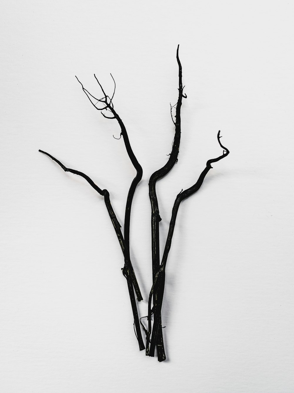 a dead tree branch on a white background
