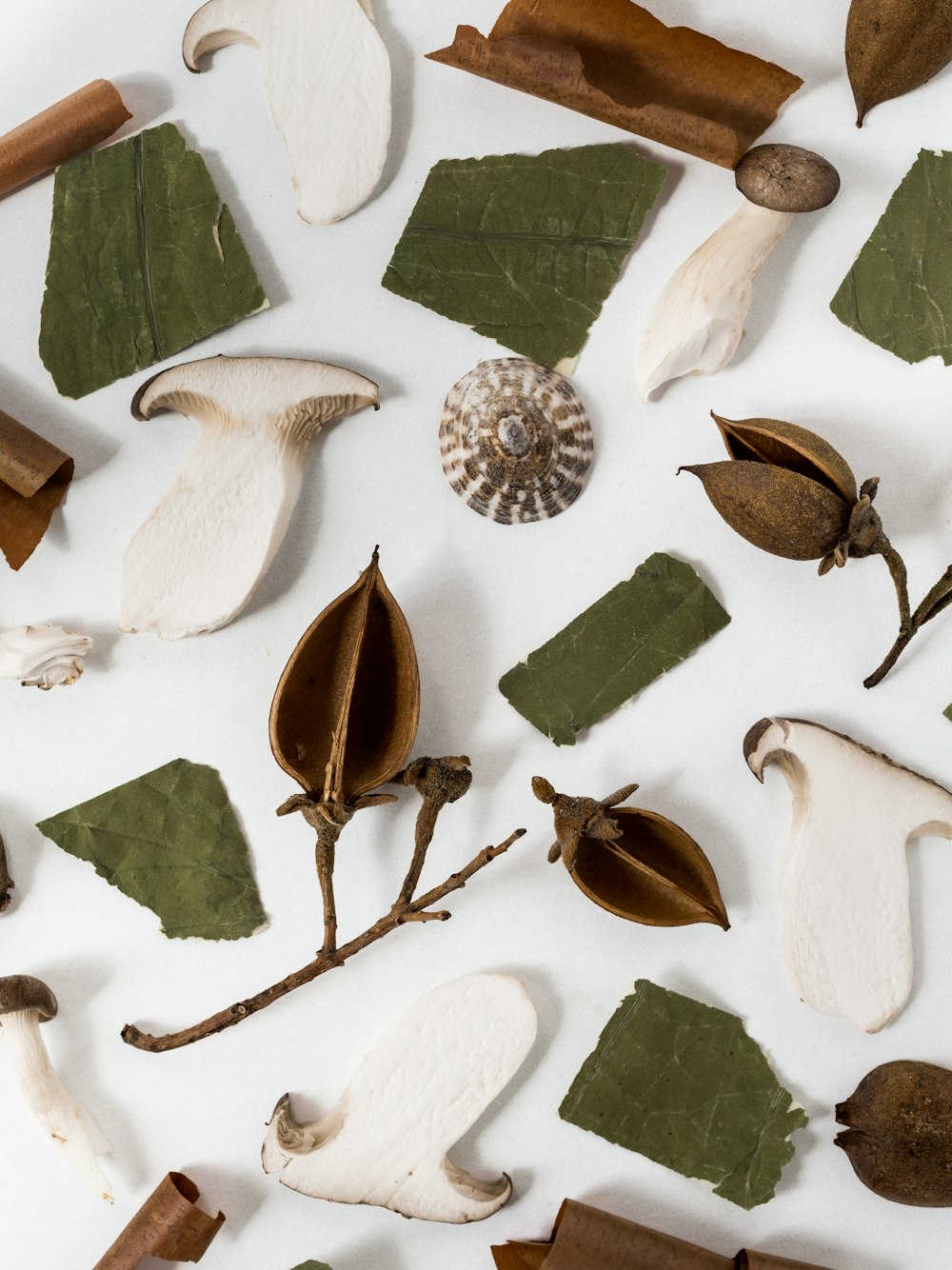 a collection of different types of leaves and mushrooms