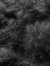 a black and white photo of a bush