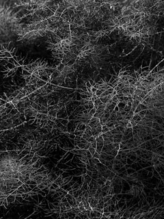 a black and white photo of a bush