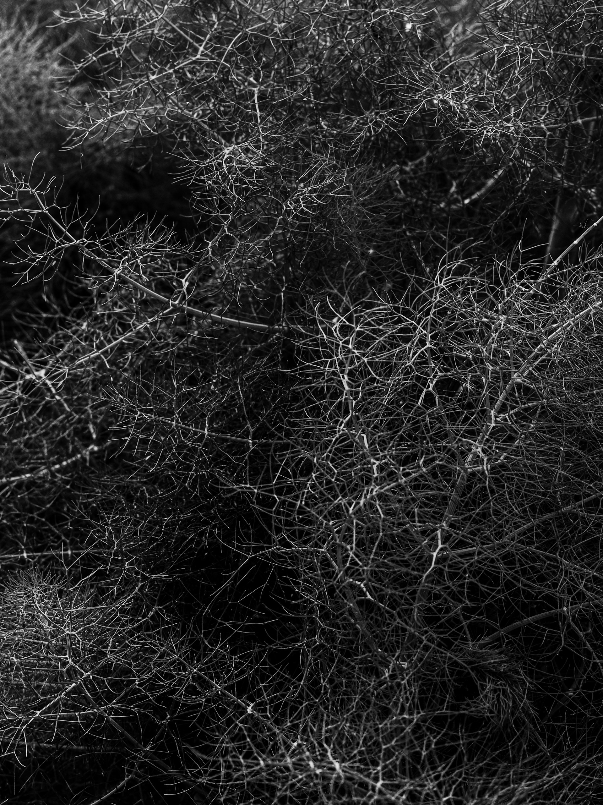 a black and white photo of a bush
