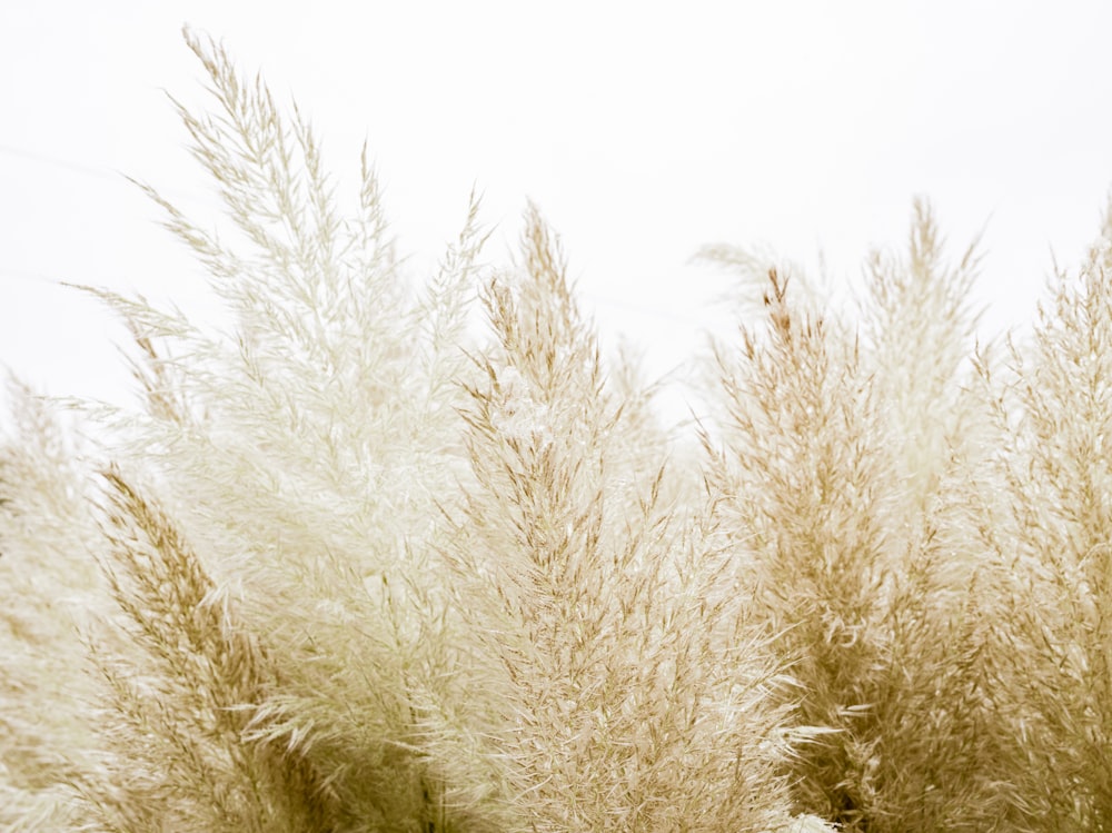 a bunch of tall grass blowing in the wind