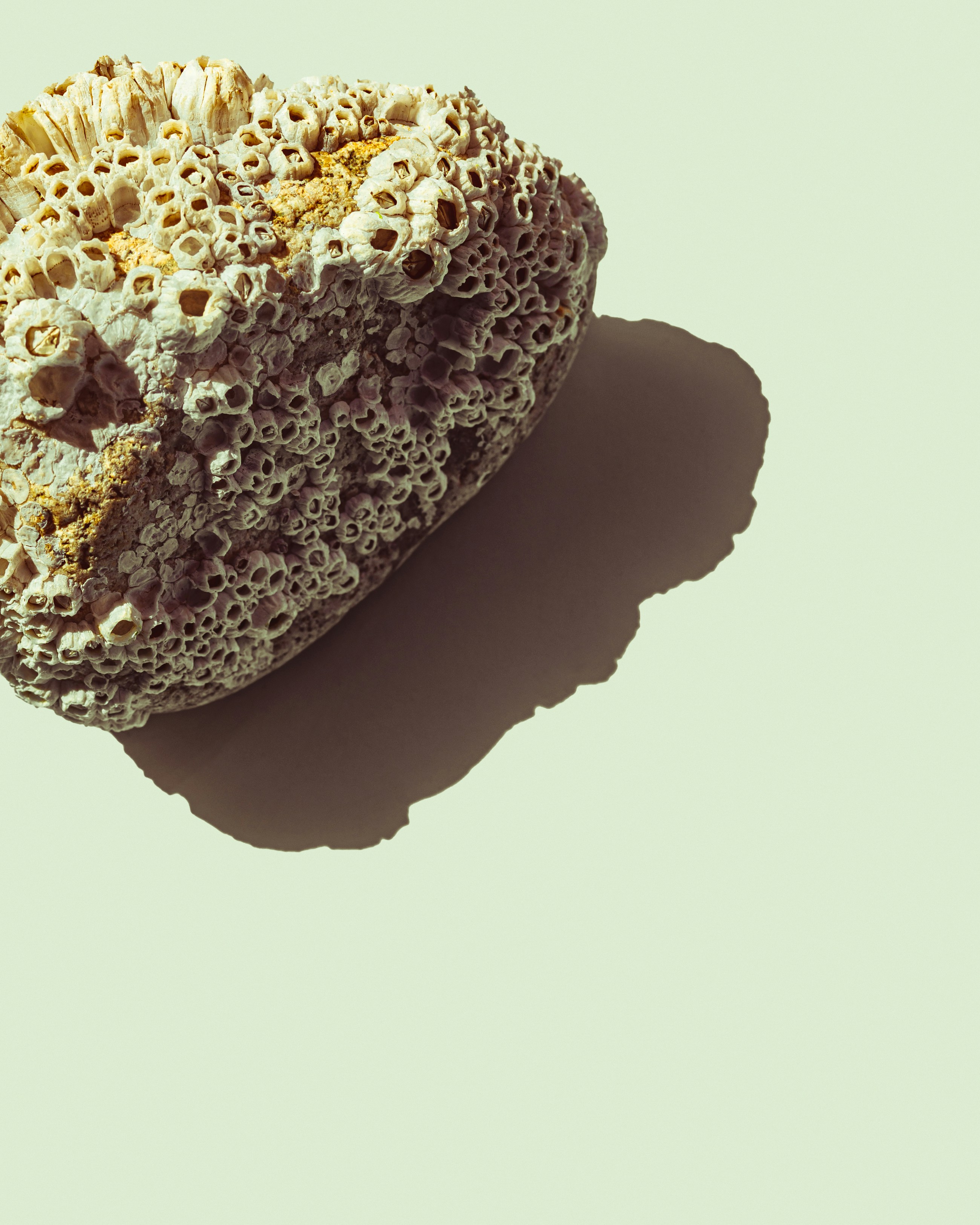 un morceau de nourriture qui est assis sur une table