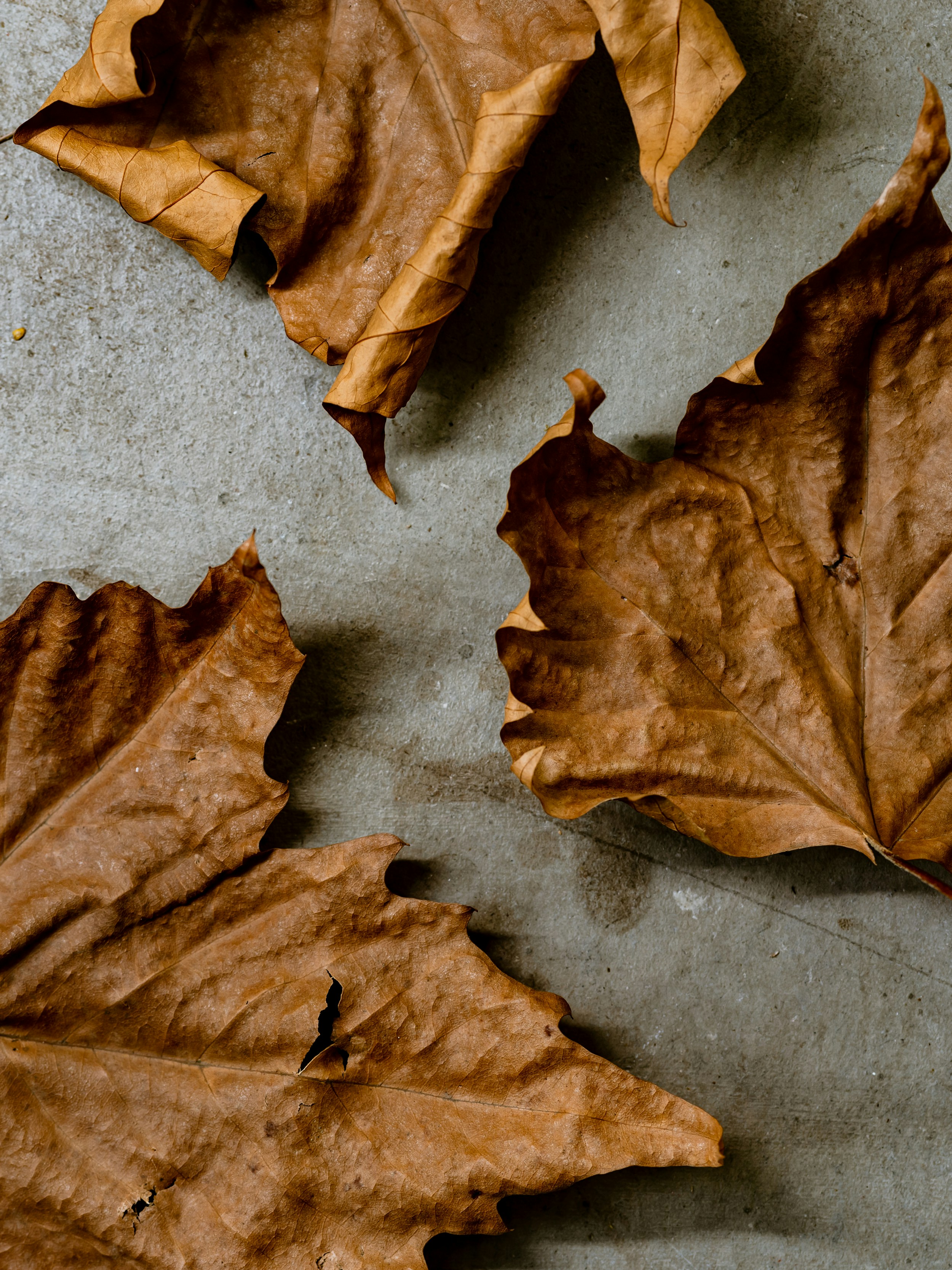 A group of brown leaves laying on top of a cement floor photo Free