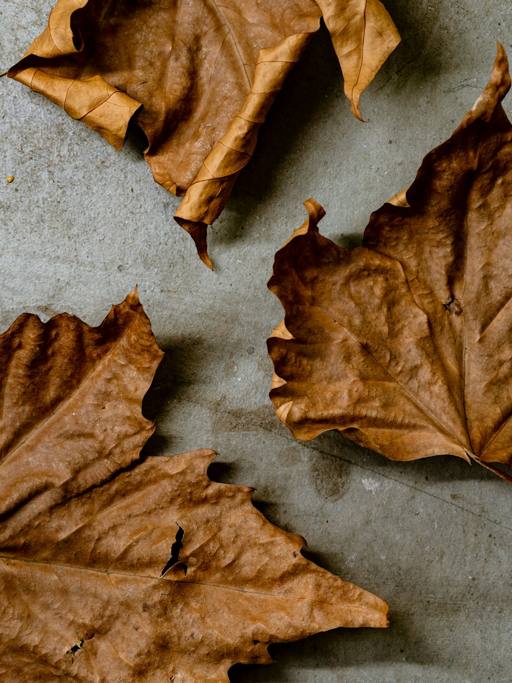 a group of brown leaves laying on top of a cement floor