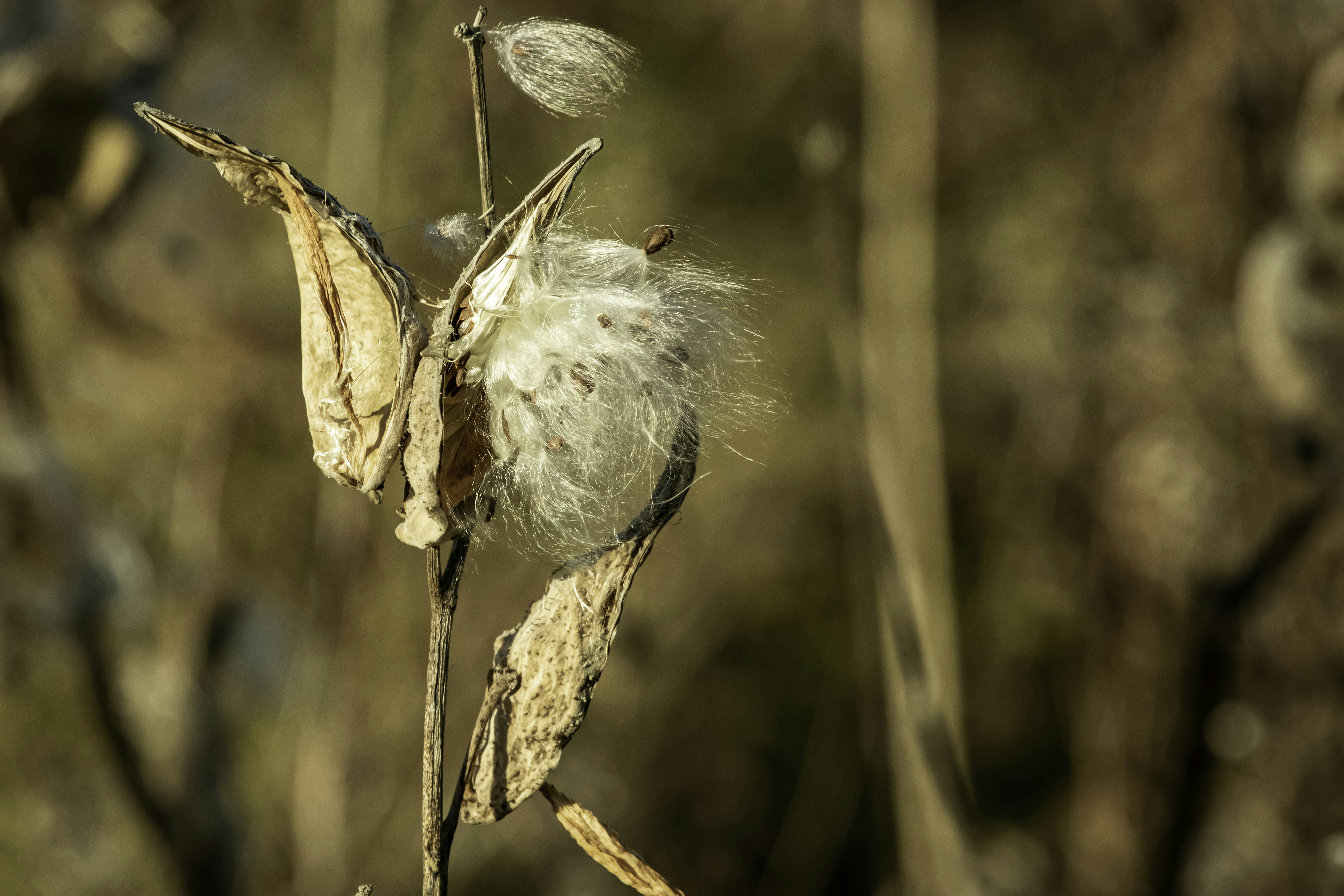 A dried up plant with lots of leaves photo Free Toronto Image on Unsplash