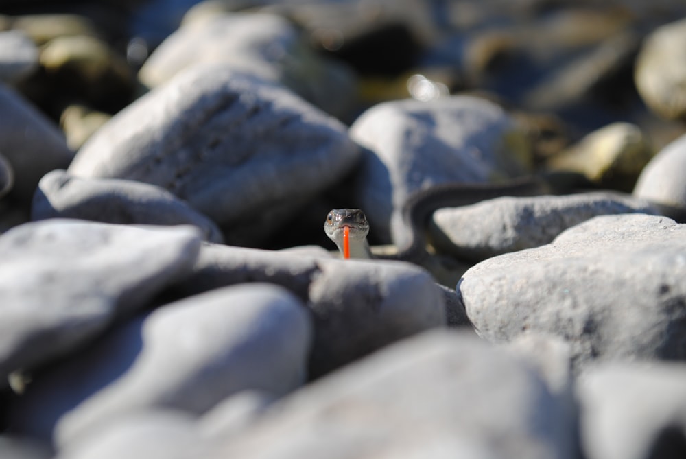 a small bird sitting on top of a pile of rocks