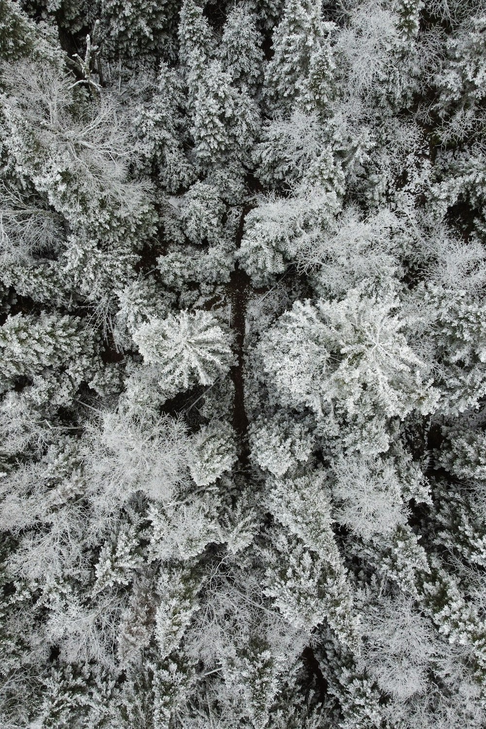 an aerial view of a snow covered forest