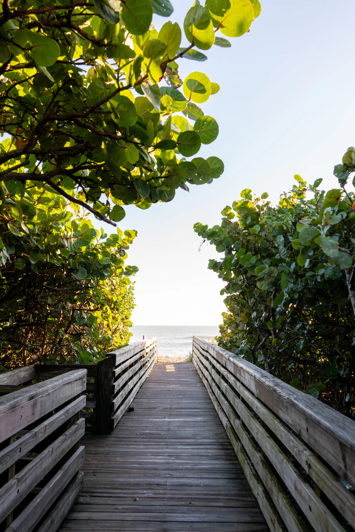 Wooden boardwalk through sea grape trees leading to the beach