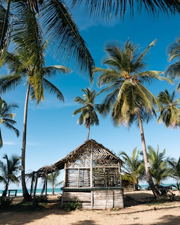 a hut on the beach surrounded by palm trees