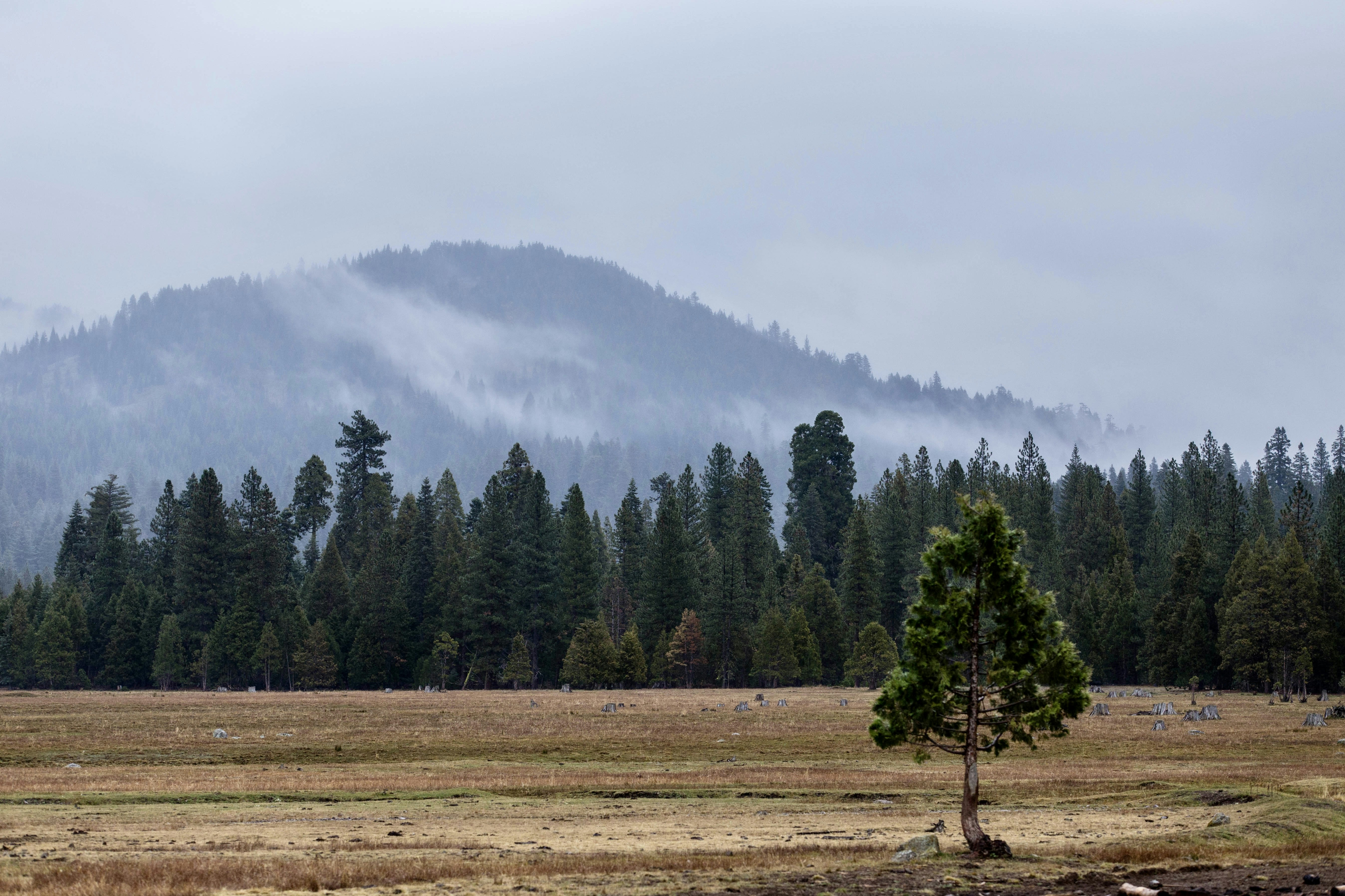Ein einsamer Baum auf einem Feld mit einem Berg im Hintergrund