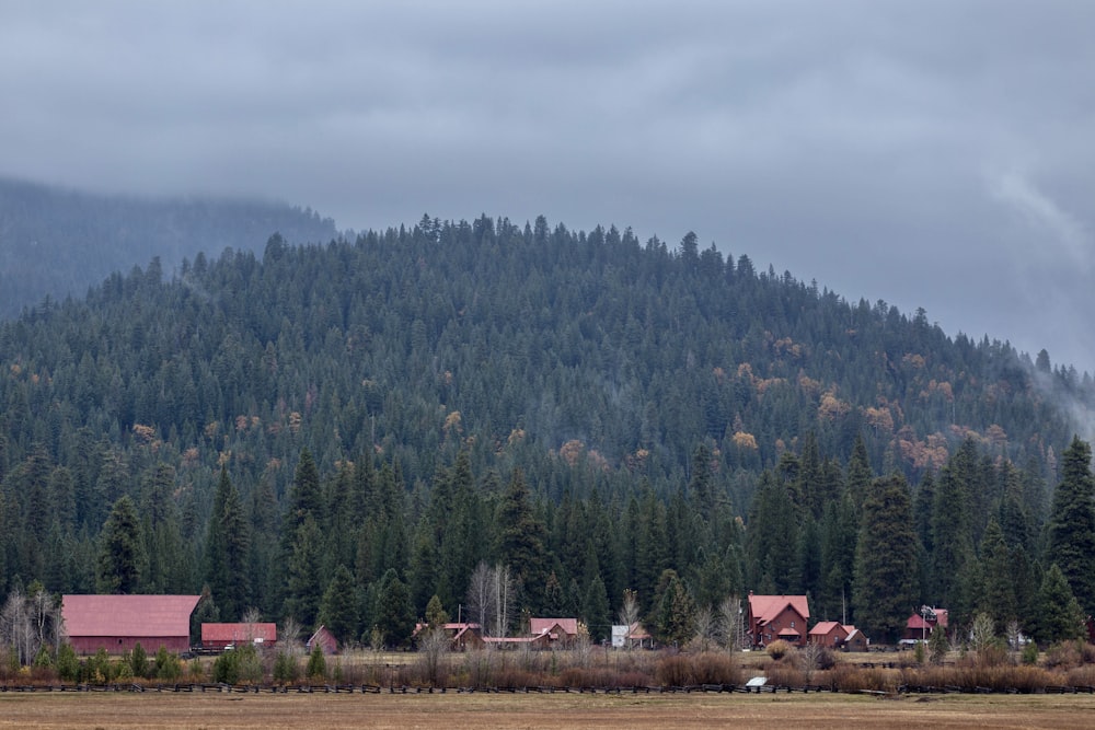 a small village in the middle of a forest