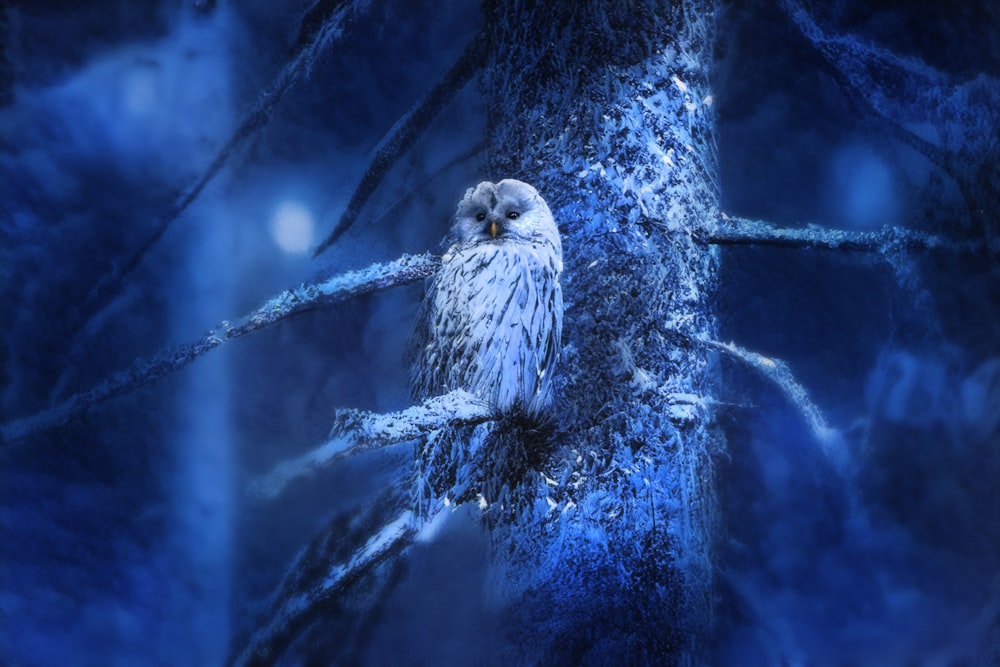a snowy owl perched on a tree branch