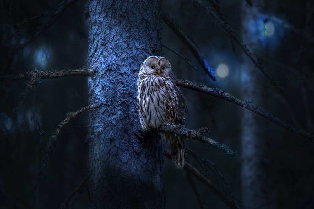 an owl sitting on a tree branch in a dark forest