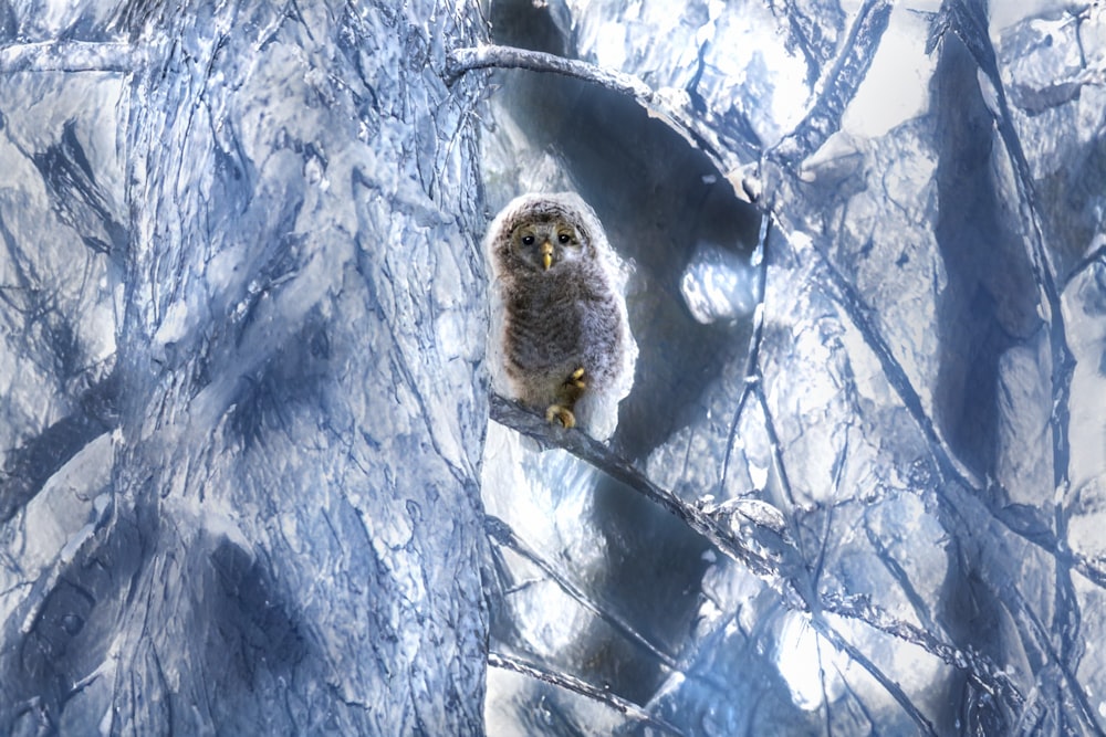 an owl is sitting on a branch in the snow