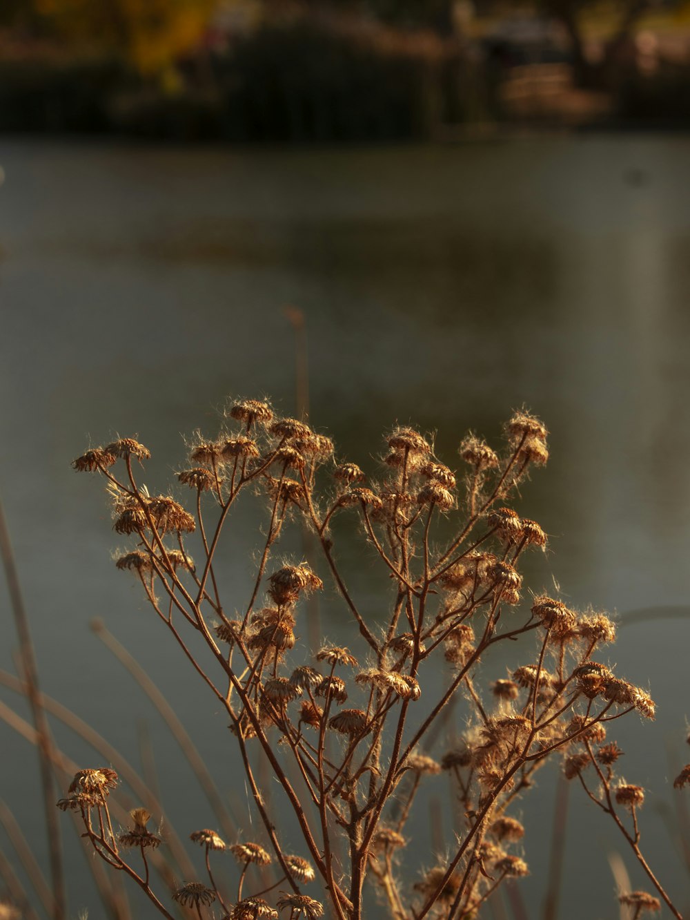 a close up of a plant near a body of water