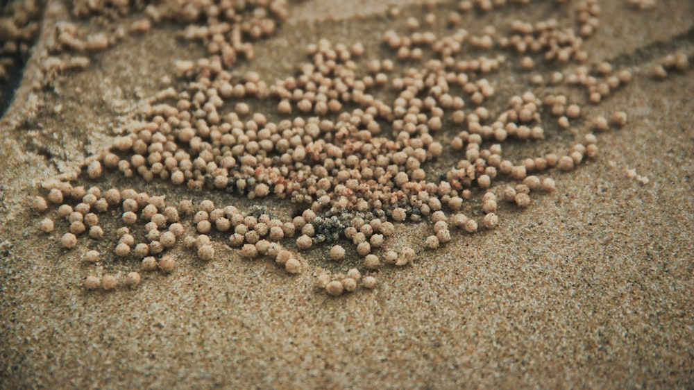 a bunch of tiny balls of sand on a beach