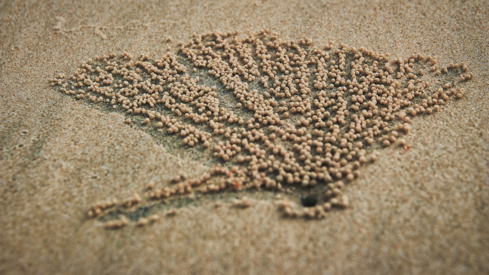 a bunch of tiny balls of sand on a beach