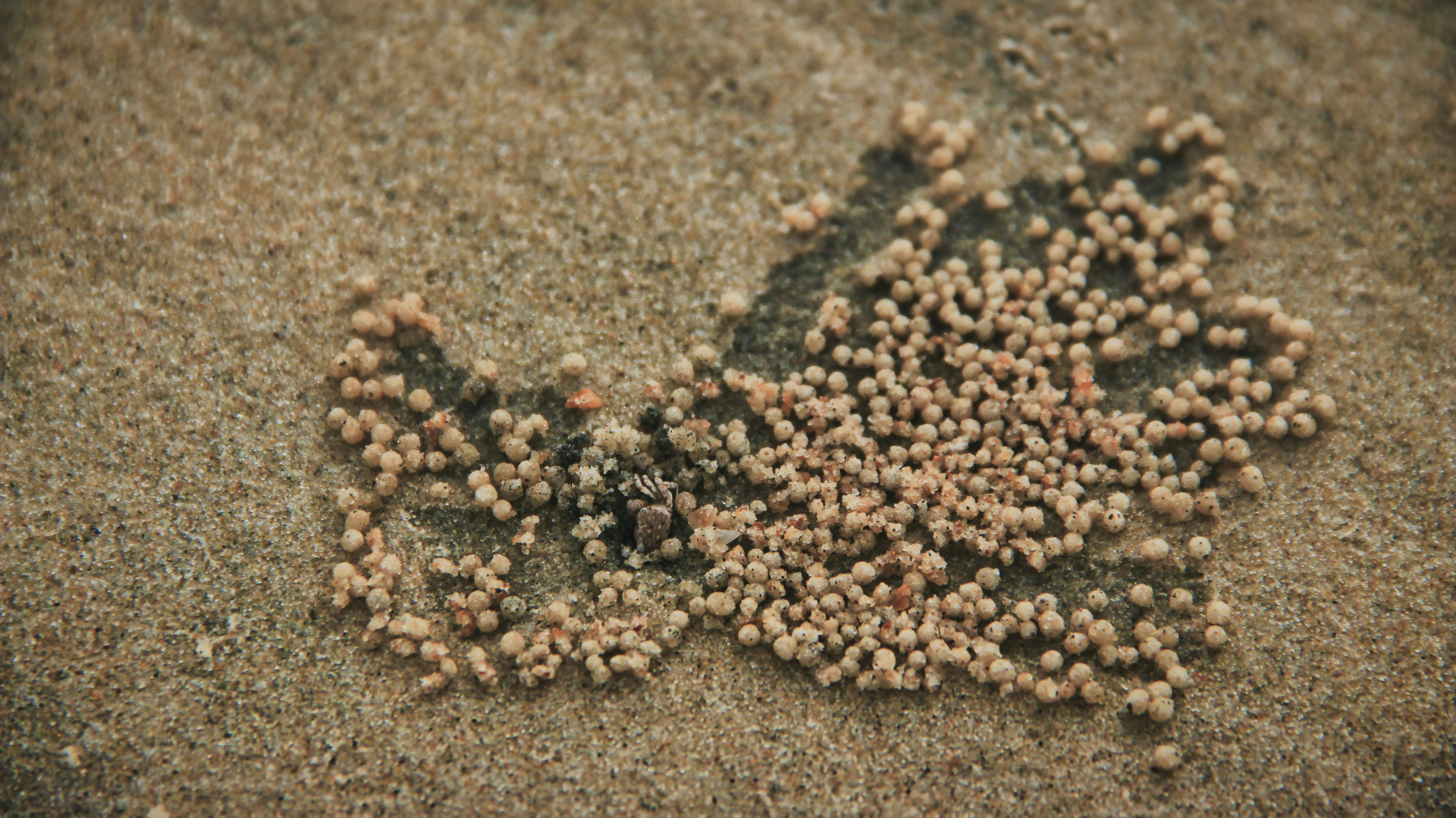 a bunch of tiny balls of sand on a beach