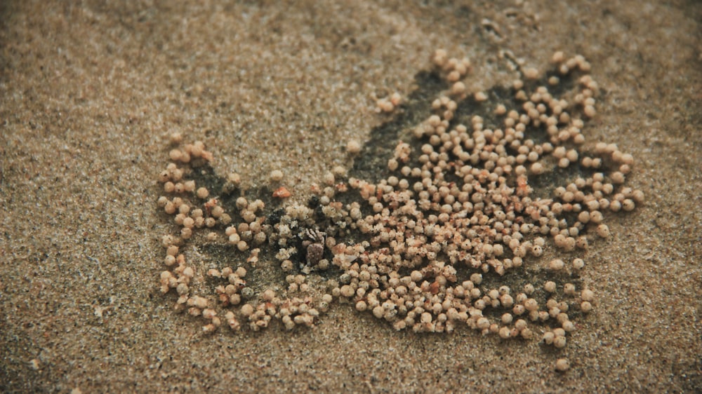 a bunch of tiny balls of sand on a beach