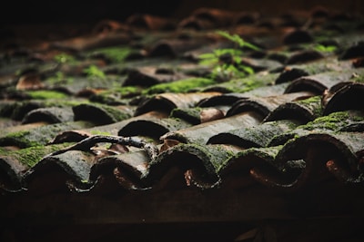 moss growing on the roof of a building