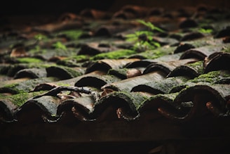 moss growing on the roof of a building