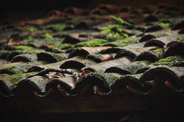 moss growing on the roof of a building