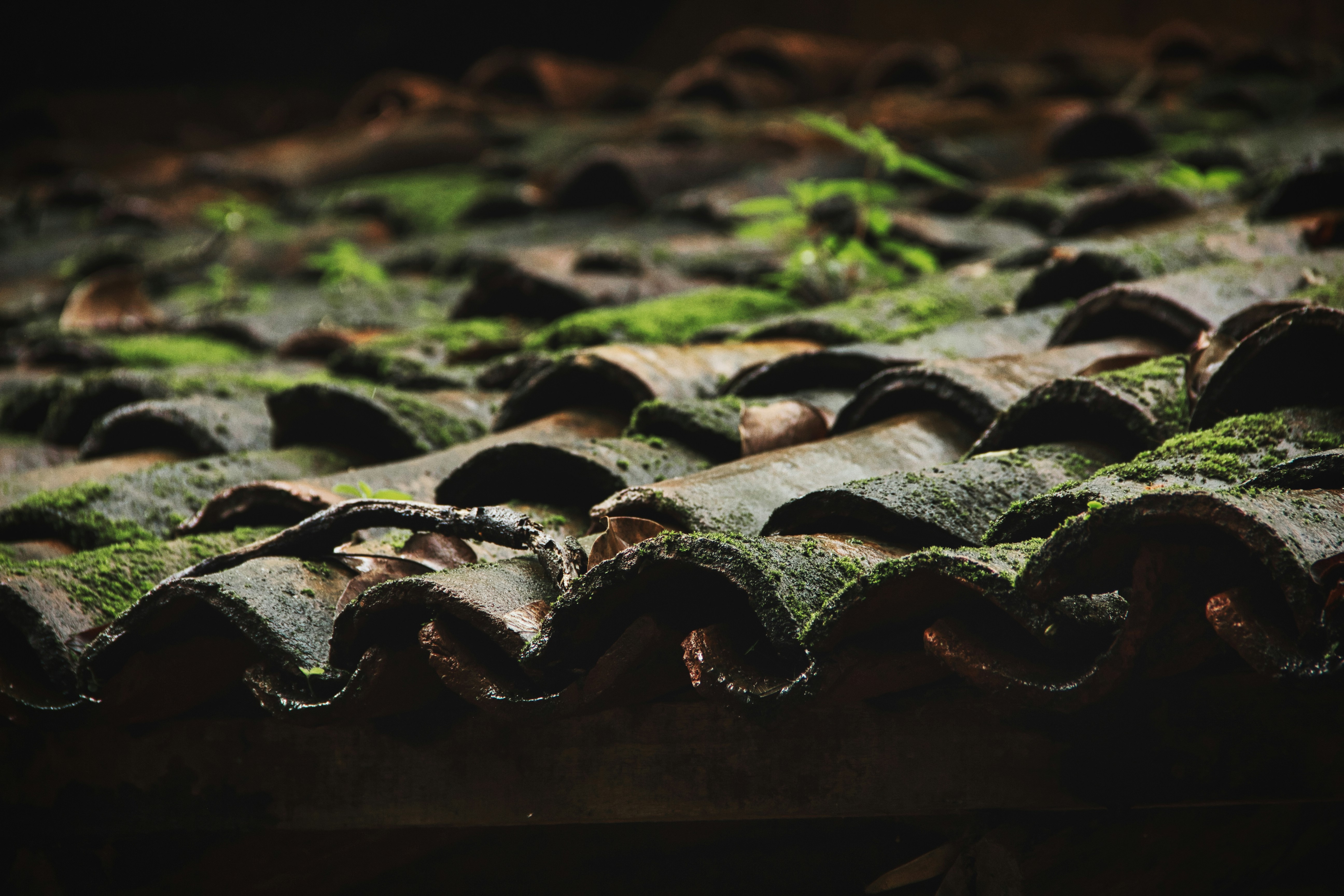 A very old roof started forming green algae on its roofing tiles due to continuous exposure to moisture.