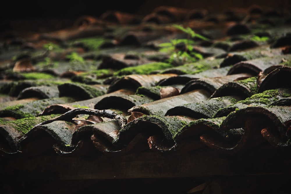 moss growing on the roof of a building
