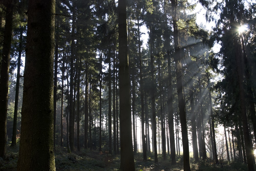 the sun shines through the trees in the forest