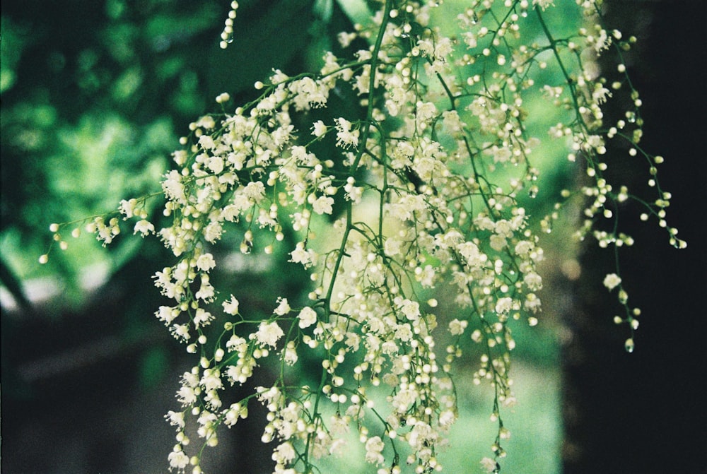 a close up of a plant with white flowers