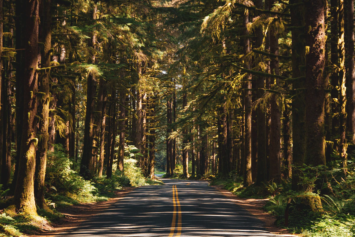 Carretera rodeada de árboles altos en zona de montaña