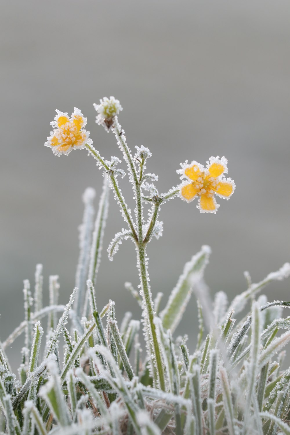 un paio di fiori gialli seduti in cima a un campo coperto di erba