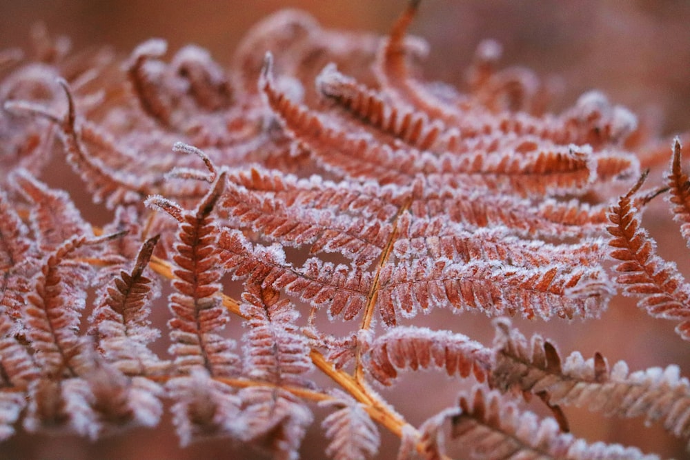 eine Nahaufnahme einer Pflanze mit Frost darauf