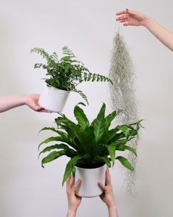 two hands holding a potted plant and a hanging plant
