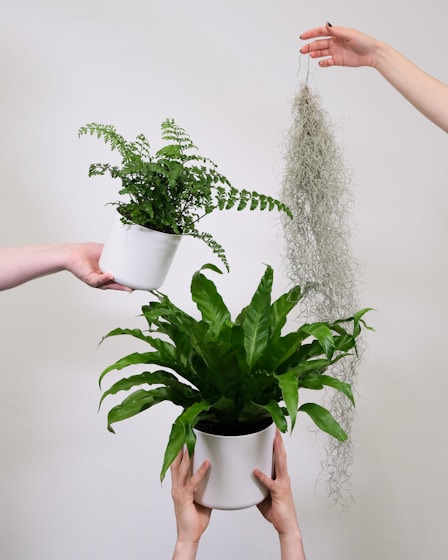 two hands holding a potted plant and a hanging plant