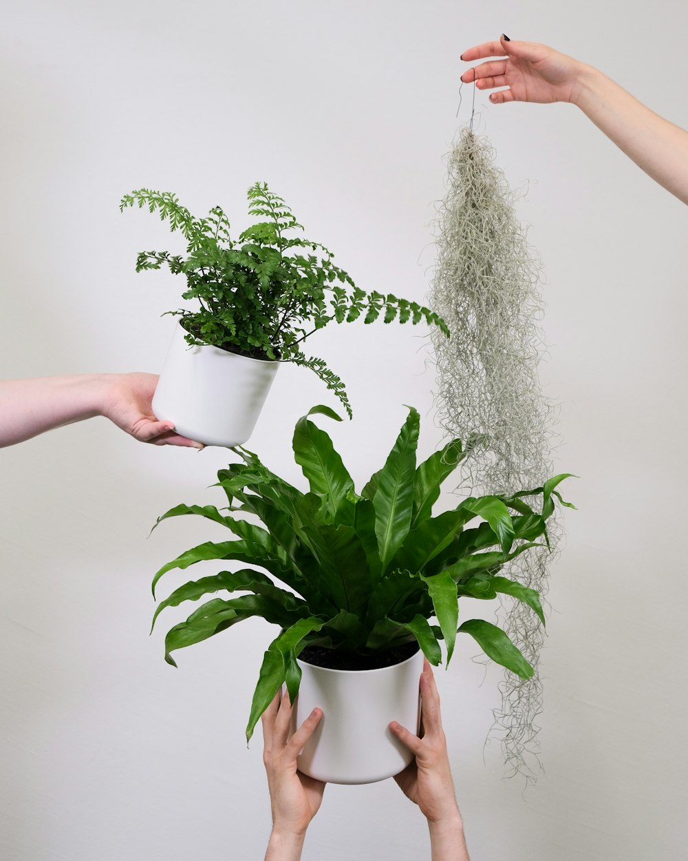 two hands holding a potted plant and a hanging plant