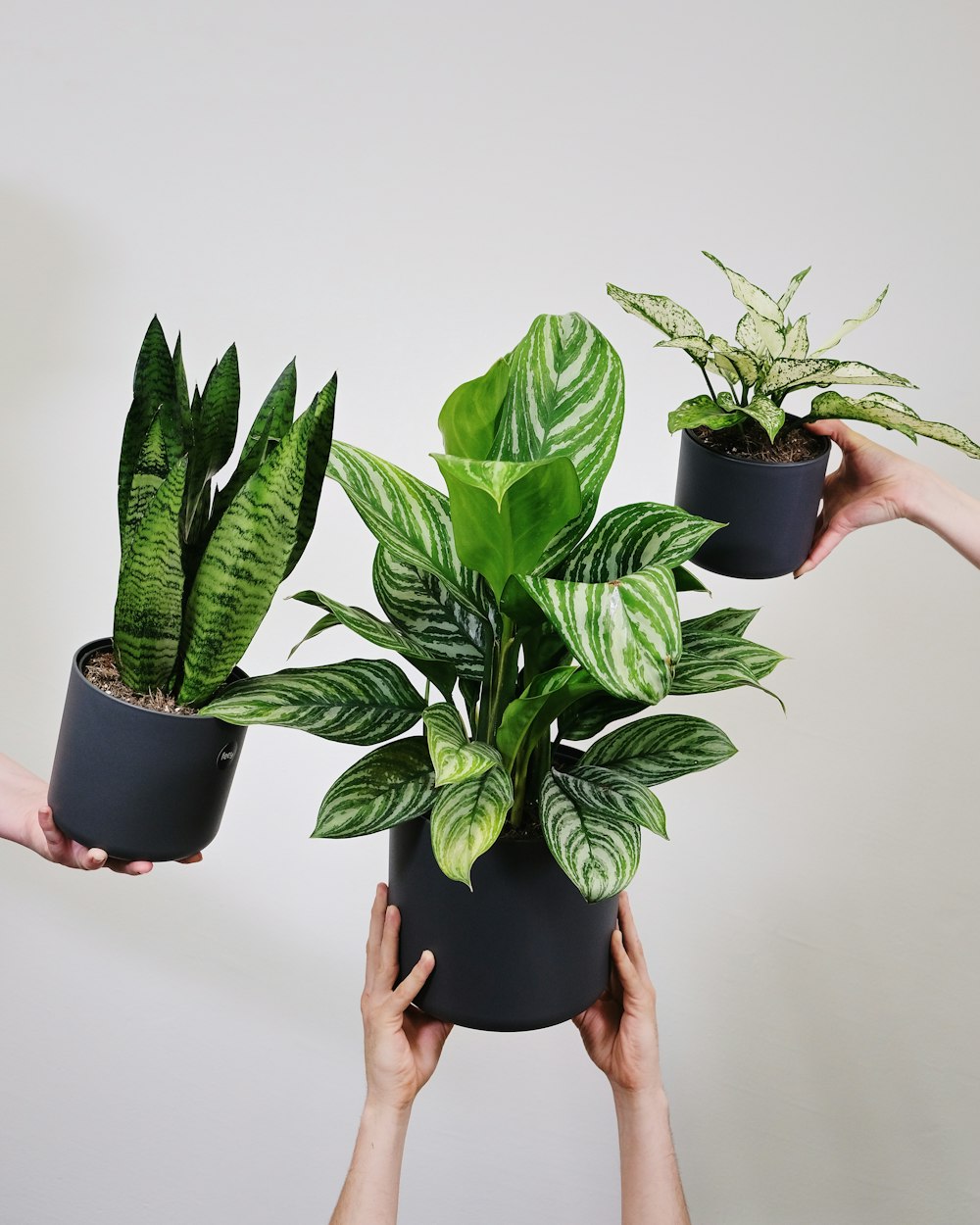 a group of people holding plants in their hands