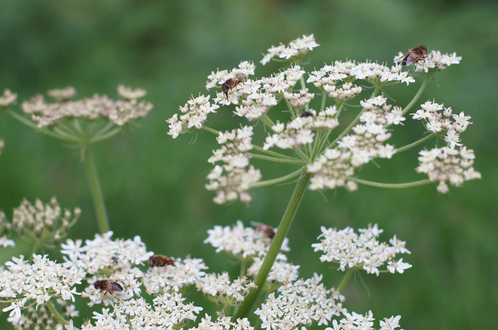 a bunch of white flowers with two bees on them