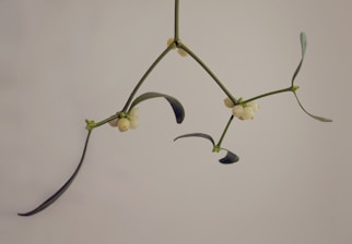 Minimalist black and off-white illustration of mistletoe sprig.