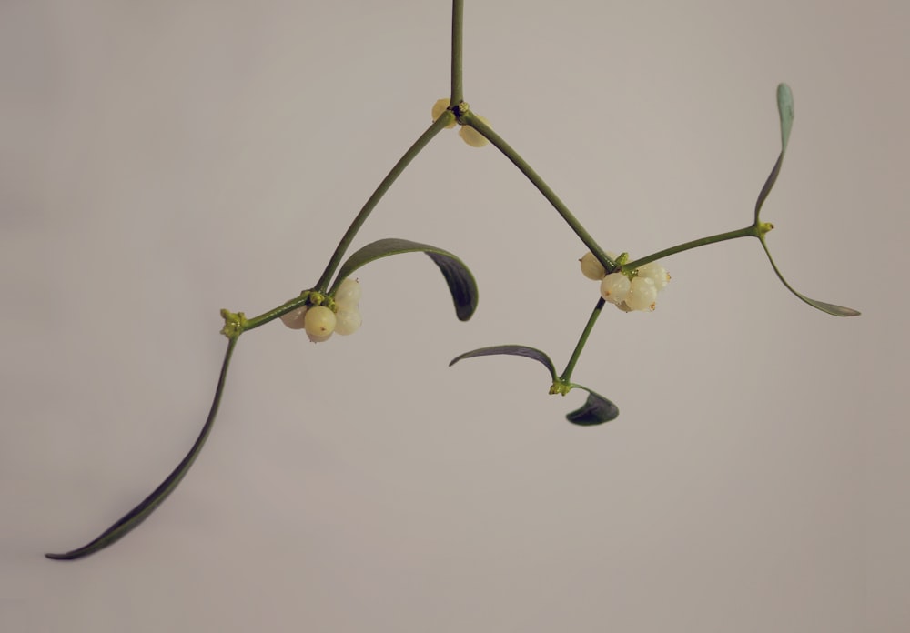 a plant with white flowers hanging from it's stems