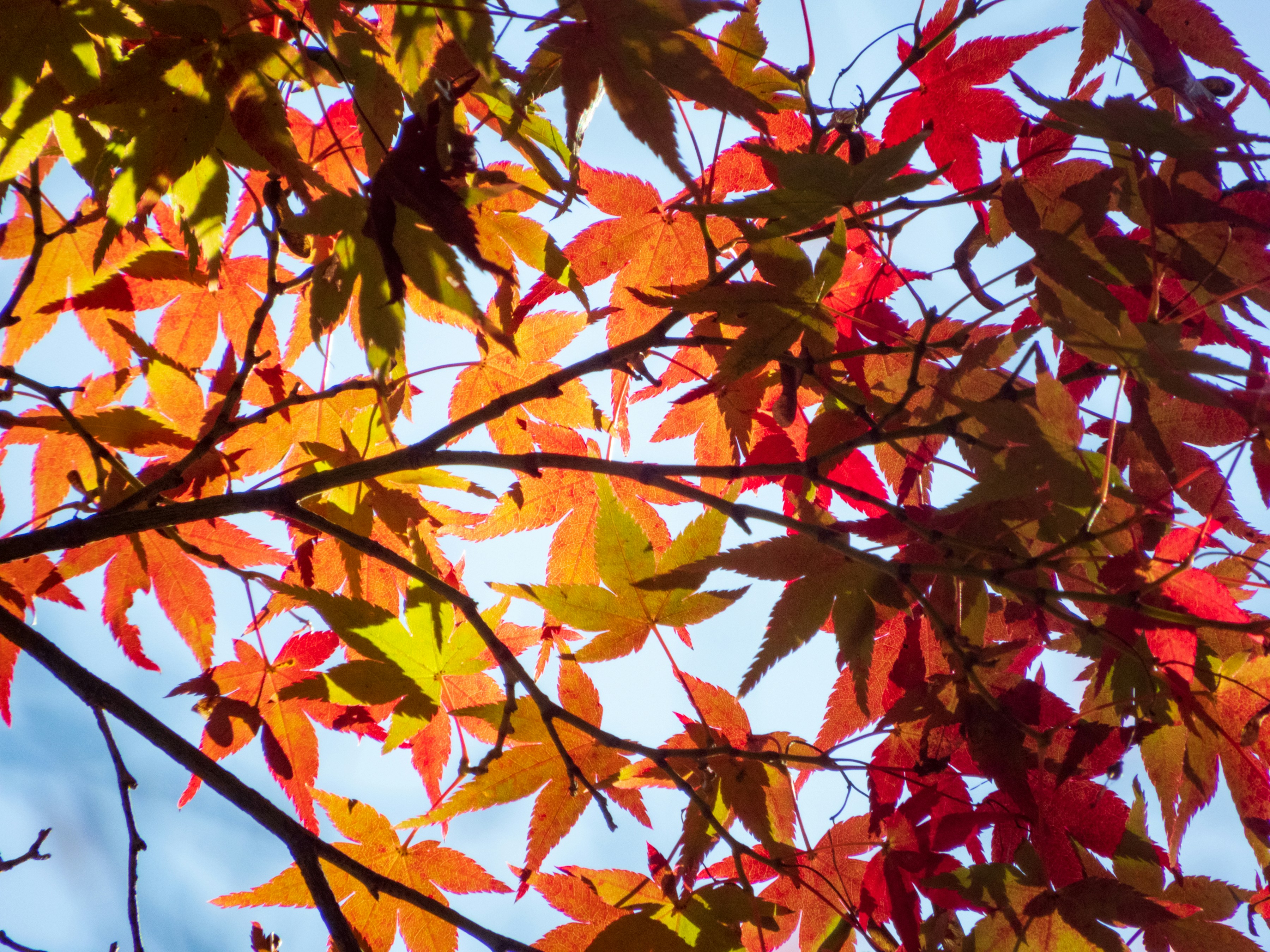 Photo by heppoko_yama