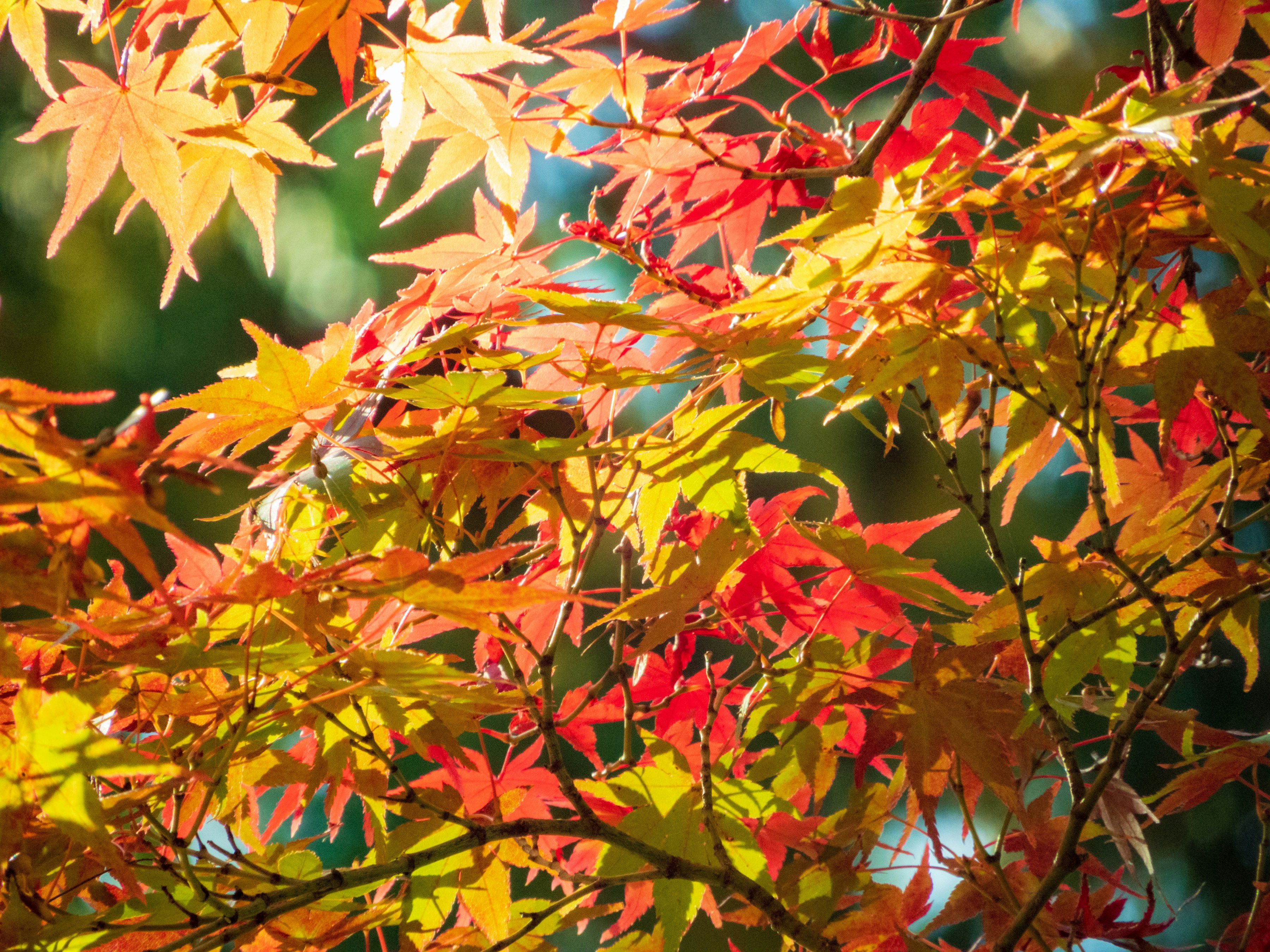 Photo by heppoko_yama