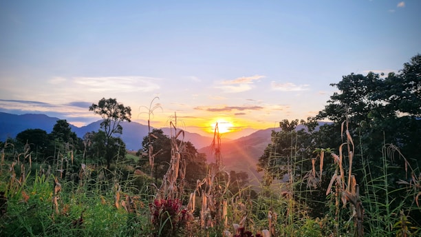A serene sunrise over the lush coffee fields of Finca Serenalia in Malacatos, Ecuador.