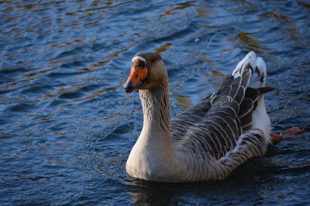 a duck floating on top of a body of water